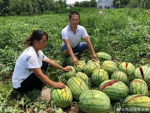内蒙古拉拉圈网红吃瓜事件